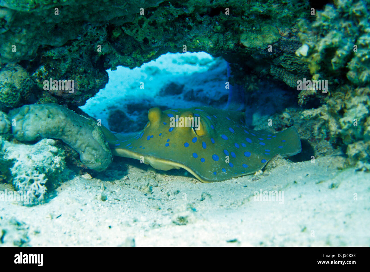 Blaupunkt-Stachelrochen, Rotes Meer Stockfoto