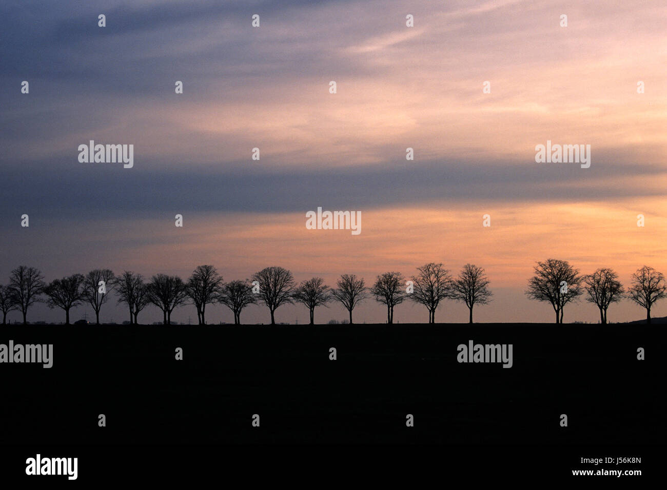 Baum Bäume Nacht Nacht Sonnenuntergang Sonnenstrahlen Auto Automobil Fahrzeug: der Stockfoto