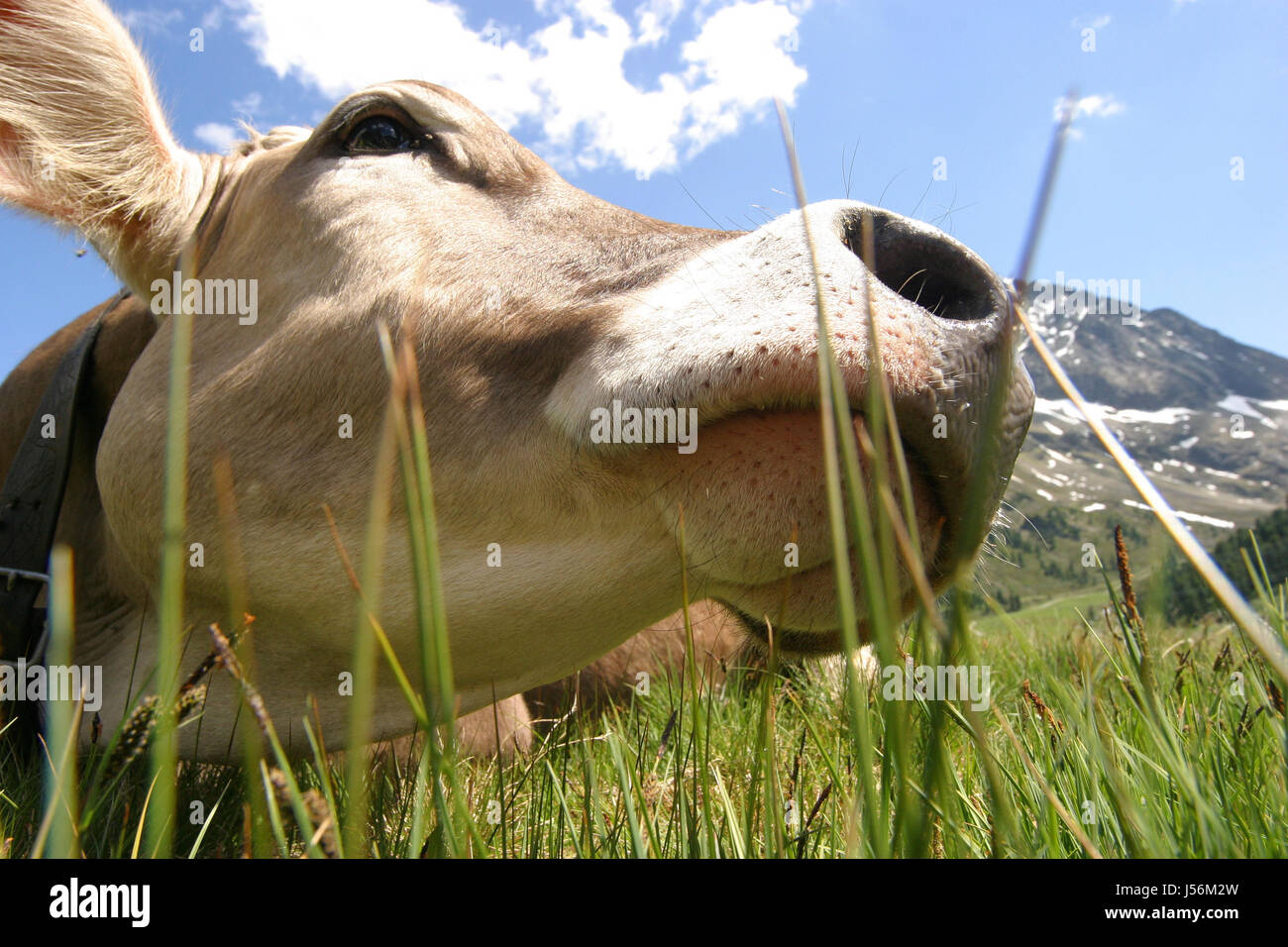 Berge Tiere Alp Österreicher Milch Kuh Kühe Tirol Wiese Bergkulisse Stockfoto