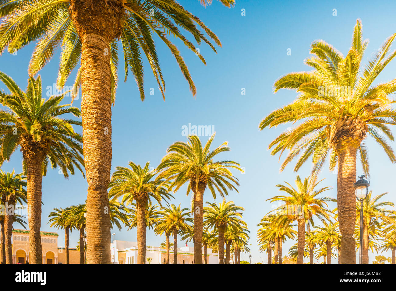 Palmen in einem tropischen Resort am schönen sonnigen Tag. Bild des tropischen Urlaub und sonnigen Glück. Vintage Foto gefiltert. Stockfoto
