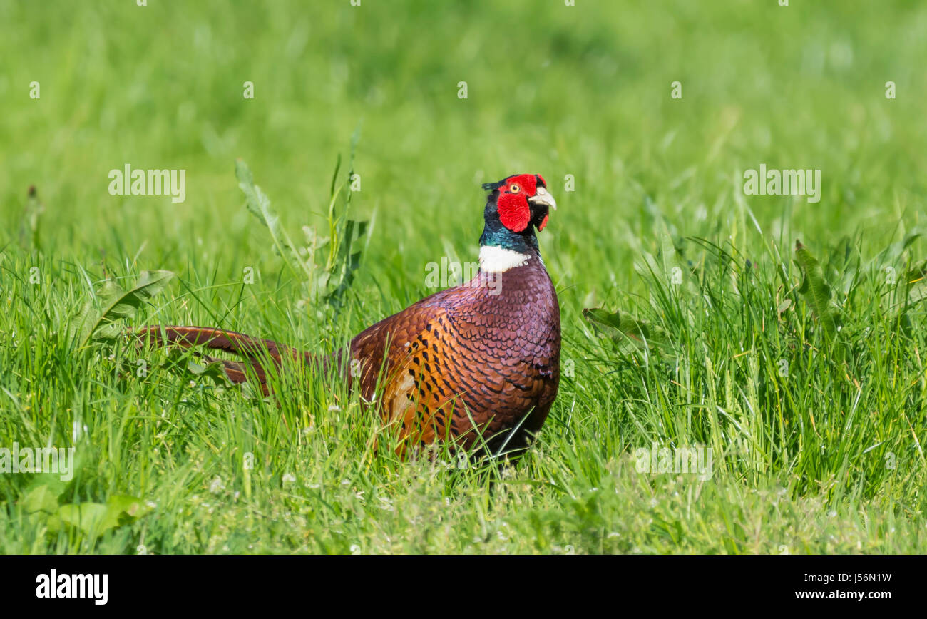 Erwachsene männliche Fasan (Phasianus colchicus) stehen in einem Feld im späten Frühjahr in West Sussex, England, UK. Stockfoto