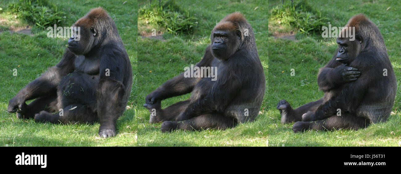 Gorilla-Körperpflege Stockfoto