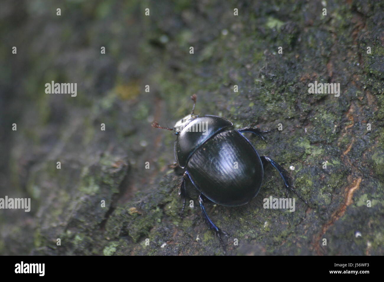 Insekt Käfer Rinde Mistkäfer Waldmistkfer Anoplotrupes Stercorosus schwarzer Stockfoto