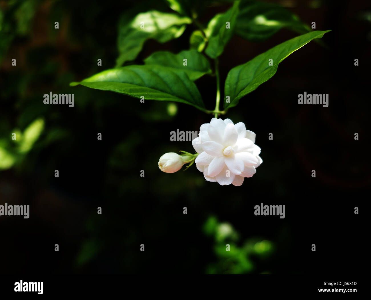 Jasmin Blüten blühen im Garten der Natur, Haufen von weißen duftenden Blüten. Stockfoto