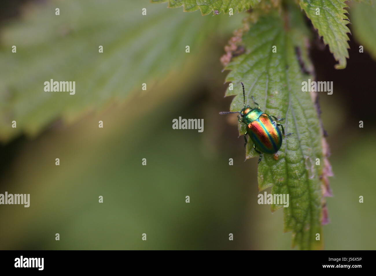 Insekt farbige bunte wunderschöne vielfältige farbenprächtige Käfer Stockfoto