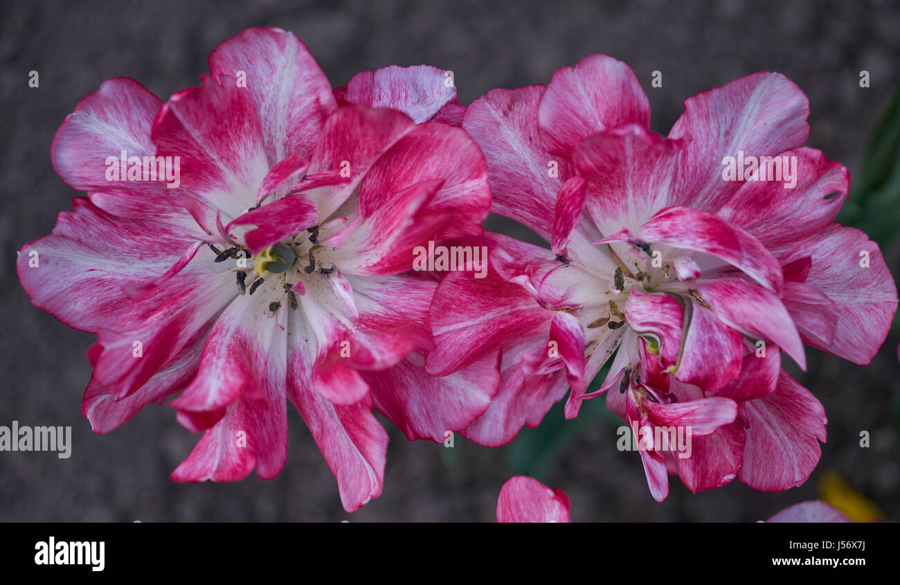Zwei rosa Tulpen mit gestreiften Blüten Tulpen Nahaufnahme Tulipa Zierpflanzen Flaming club Tulpen Stockfoto