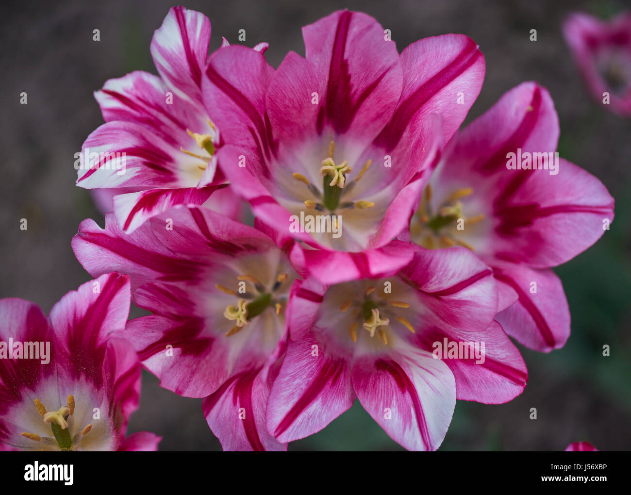 Bündel von weißen und rosa Tulpen mit gestreiften Blüten Tulpen Nahaufnahme Tulipa Zierpflanzen Flaming club Tulpen Stockfoto