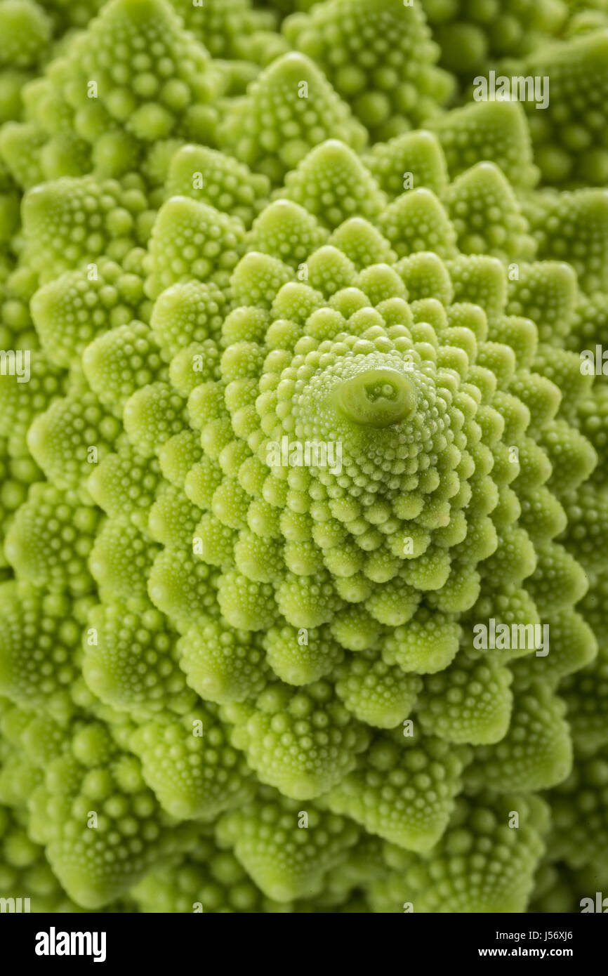 Mini-Romanesco Röschen. Stockfoto