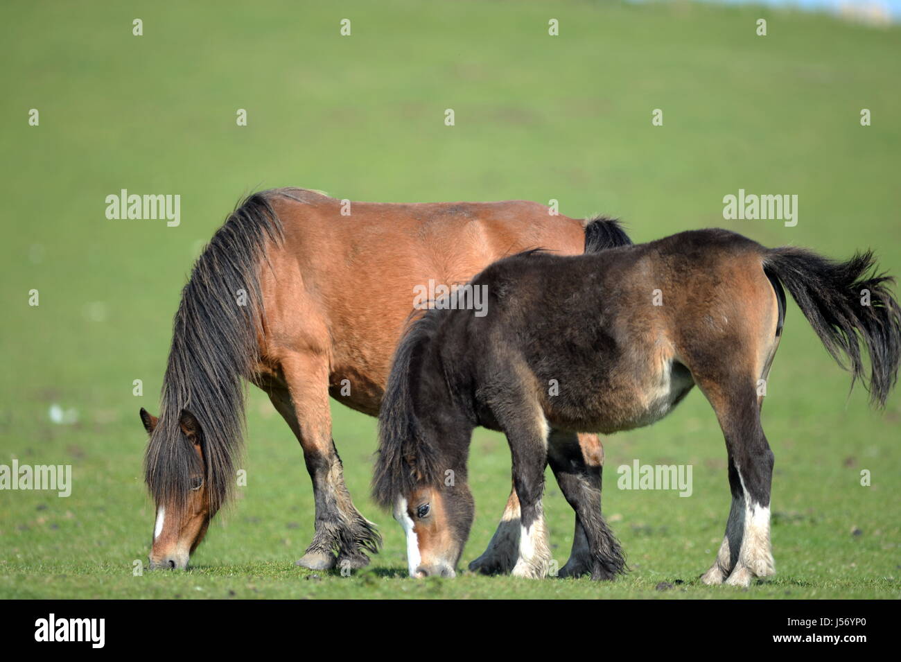 wilde Pferde weiden auf Gemeindeland auf der Gower Stockfoto