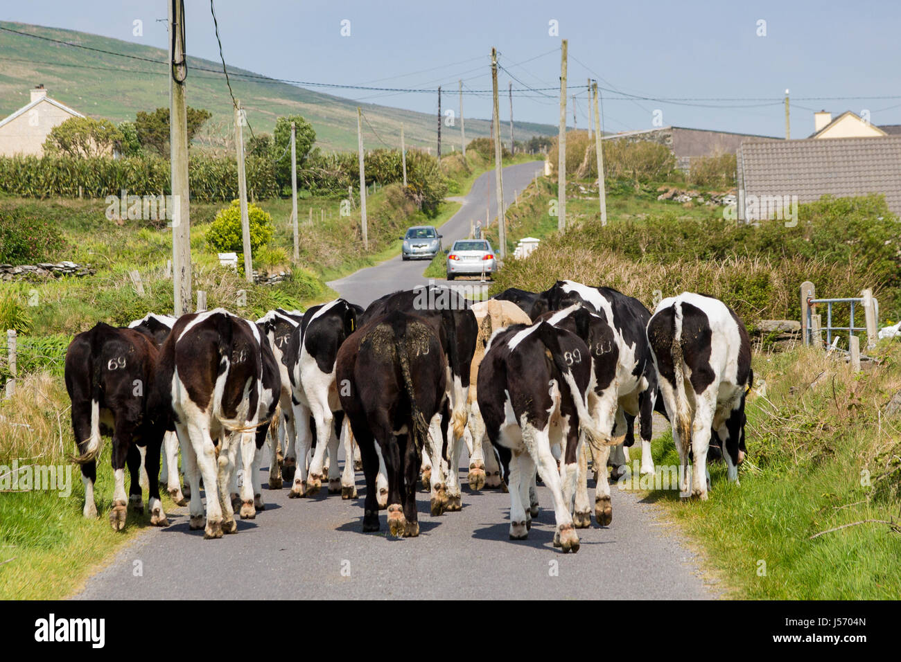 Kühe auf der Straße, Valentia Island, County Kerry, Irland Stockfoto