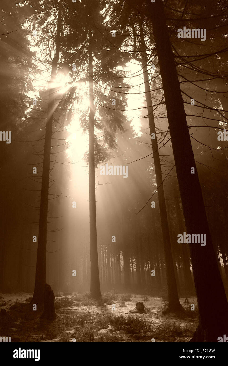 Glanz strahlt hell lucent leichte heitere leuchtenden Baum Bäume Sepia Nebel Stockfoto