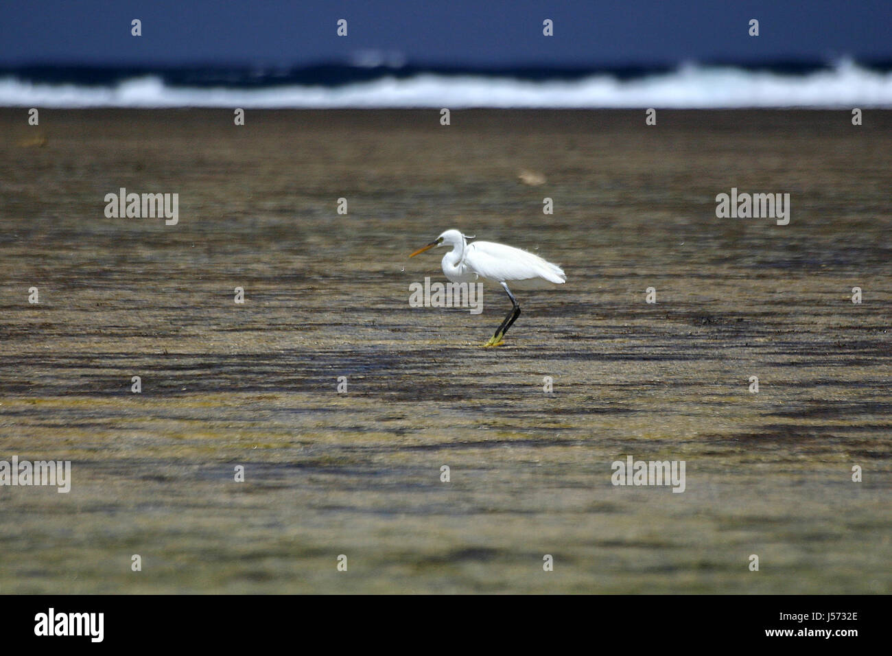 Wüstenlandschaft Flug Fisch "Wellenlinien" leere europäischen kaukasischen Raptor Vögel Stockfoto