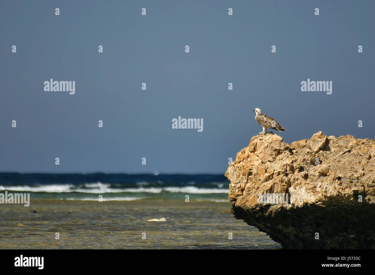 Wüstenlandschaft Fisch "Wellenlinien" Raptor Vögel Beute Rock Winkel Nordafrika Ägypten Stockfoto