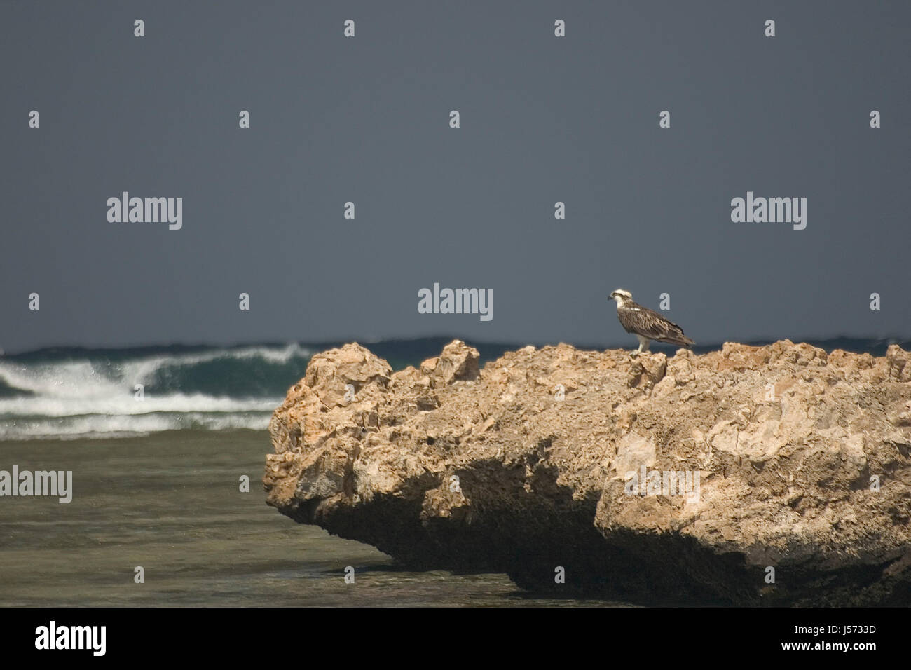 Adler, Ägypten Stockfoto