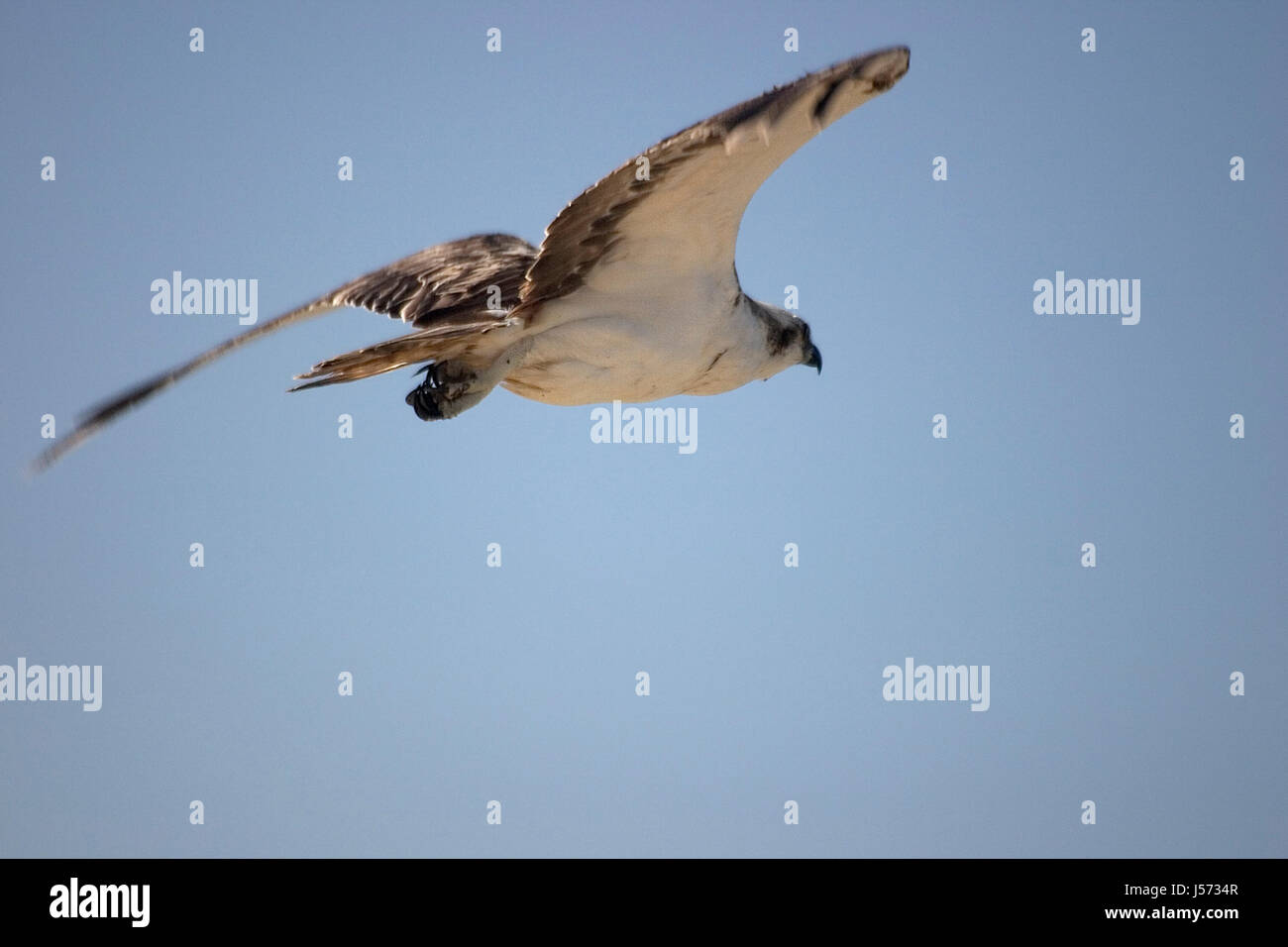 Wüstenlandschaft Flug Fisch Wellen Raptor Greifvögel Flügel Rock Winkel Jagd Stockfoto