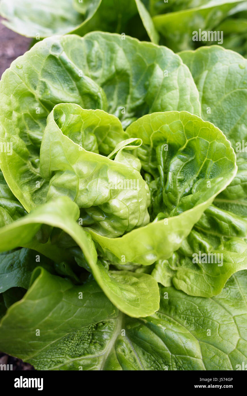 Salat "kleines Juwel Perle", Lactuca Sativa 'Kleine Edelstein Perle', Luftaufnahme von Kopfsalat wachsen im Freien. Stockfoto