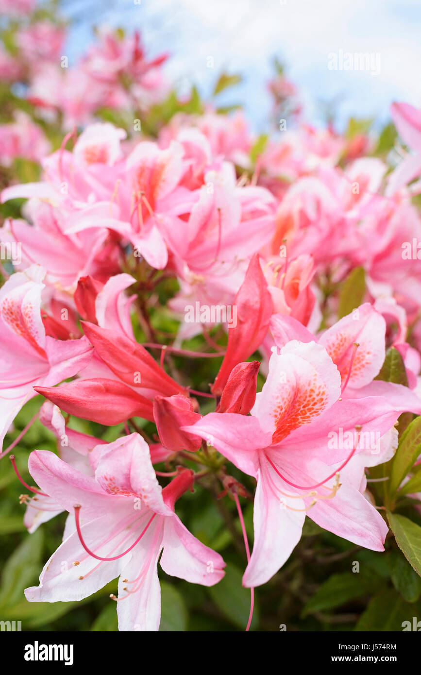 Rhododendron Rhododendron 'Rosa Perle', Masse des rosa farbigen Blüten wachsen im Freien. Stockfoto