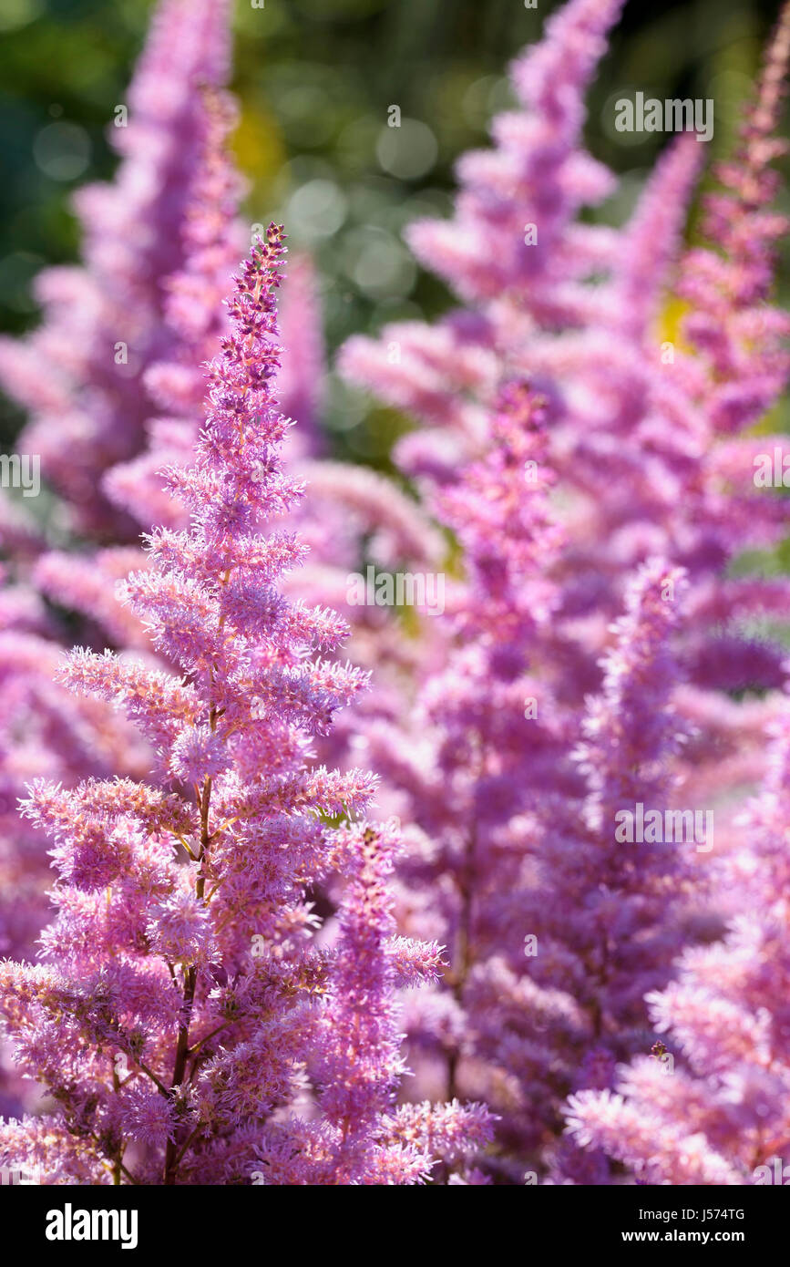 Astilbe, Garten Astilbe Astilbe Arendsii 'Amethyst', Masse der rosa farbigen Blüten wachsen im Freien. Stockfoto