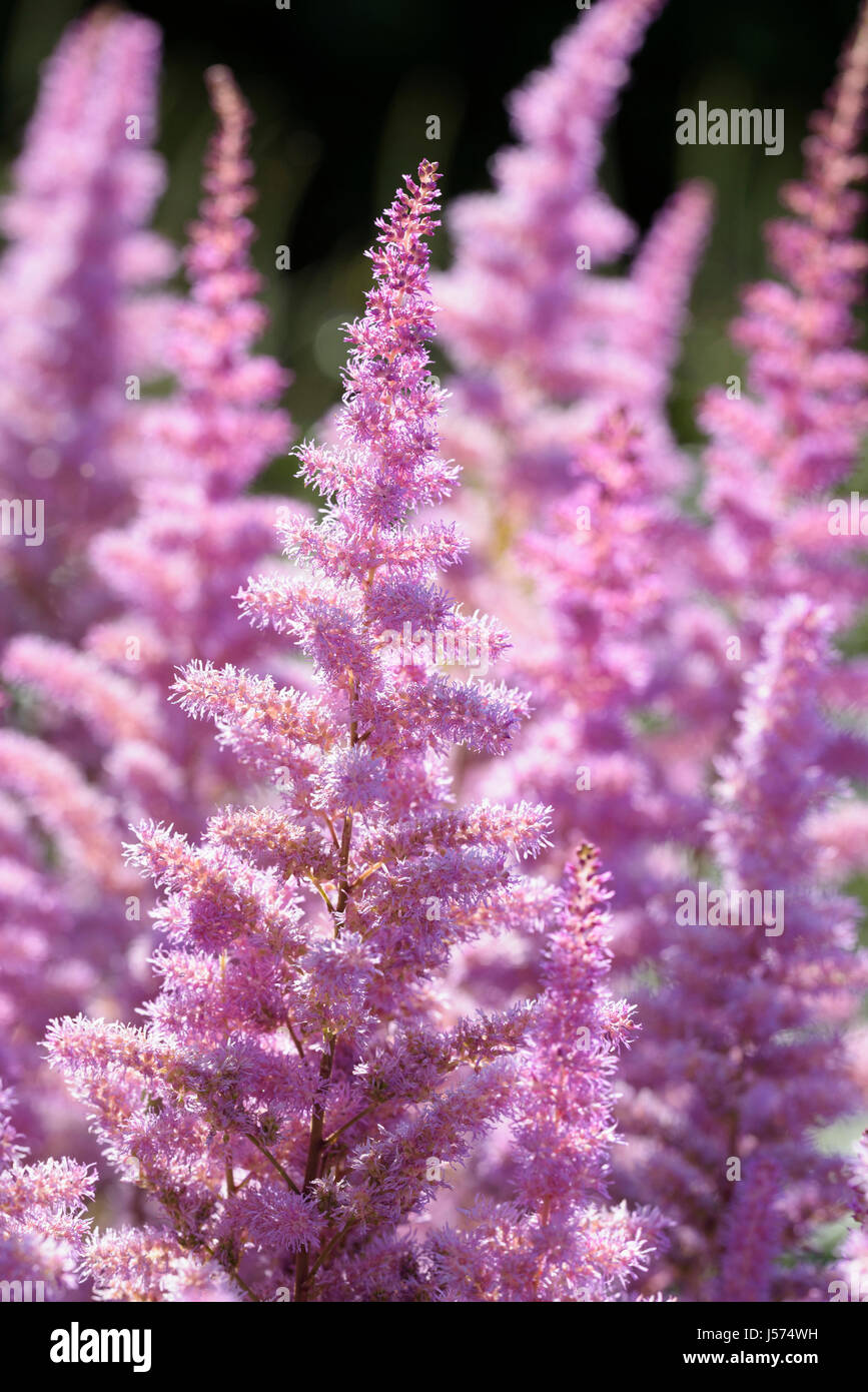Astilbe, Garten Astilbe Astilbe Arendsii 'Amethyst', Masse der rosa farbigen Blüten wachsen im Freien. Stockfoto