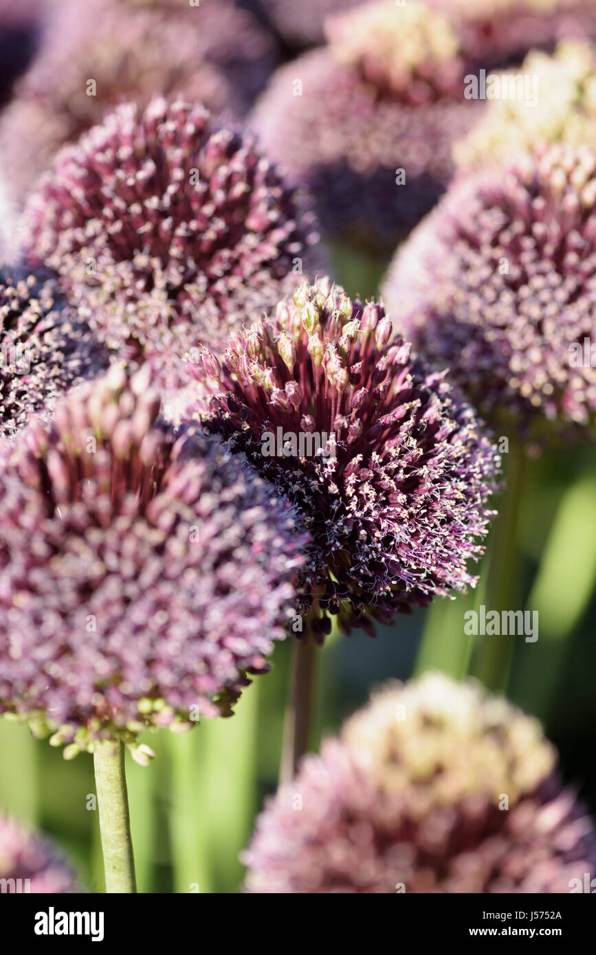 Lauch, Allium "Schopf", lila farbigen Flowerheads wachsen im Freien. Stockfoto