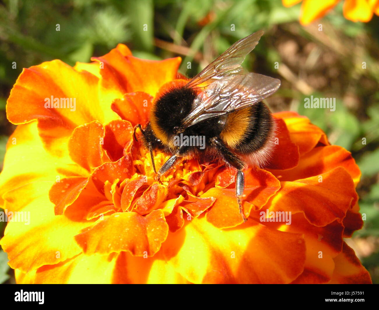 Hunger zu stillen Stockfoto