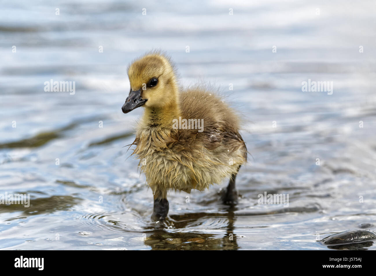 Baby Gänsel Stockfoto