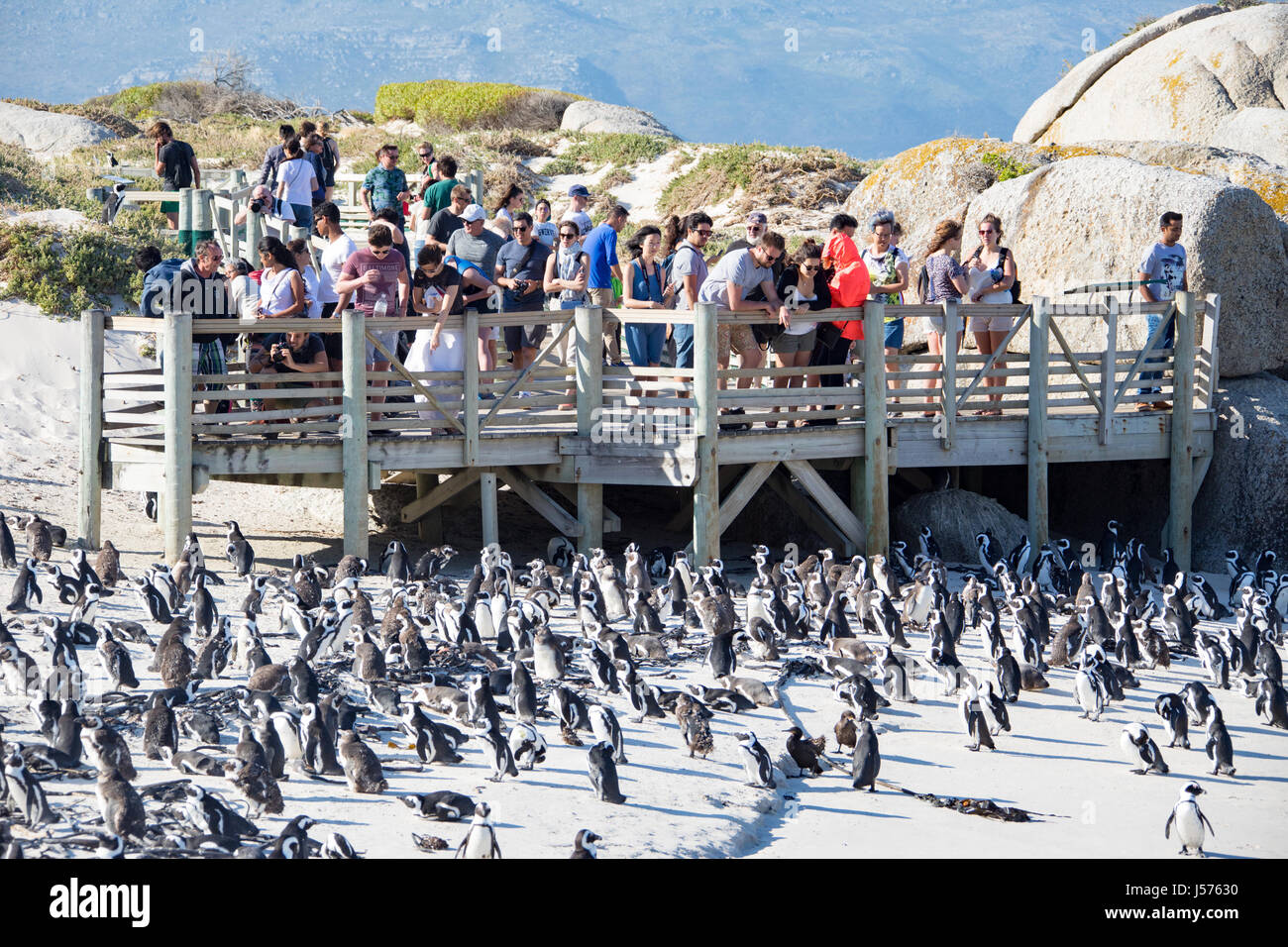 Findlinge, Table Mountain National Park, Südafrika Stockfoto