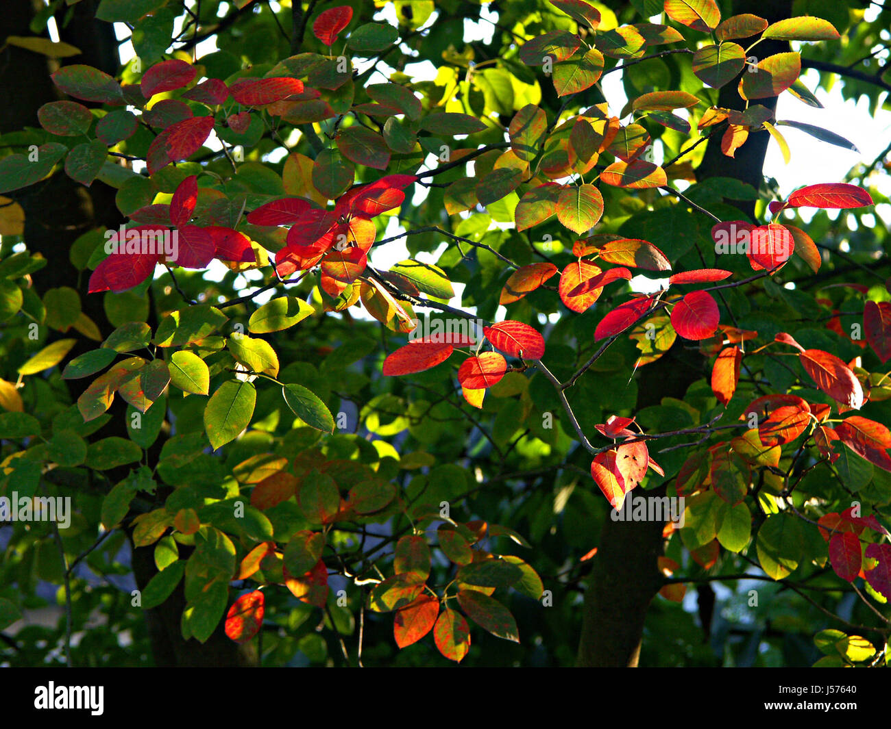 Herbstlich (t) Stockfoto