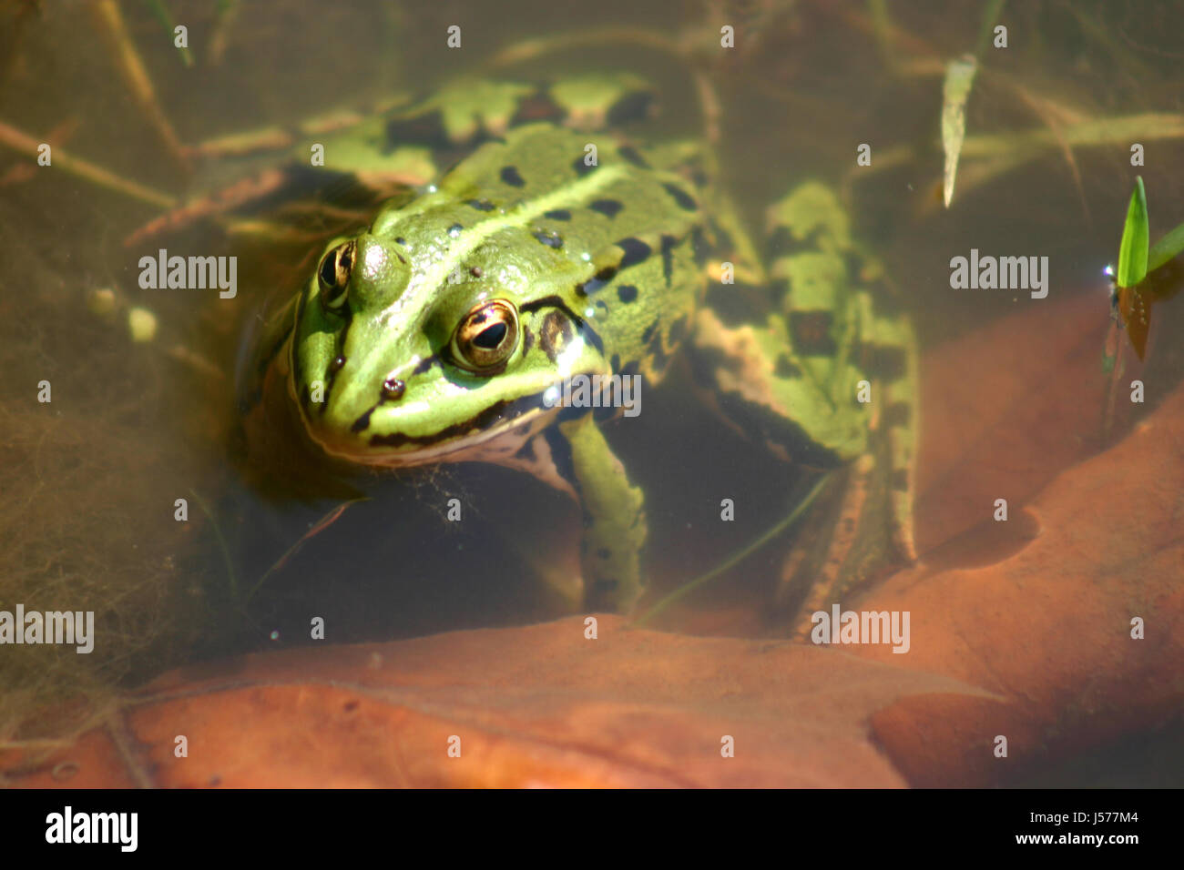 Grner frosch Fotos und Bildmaterial in hoher Auflösung Alamy