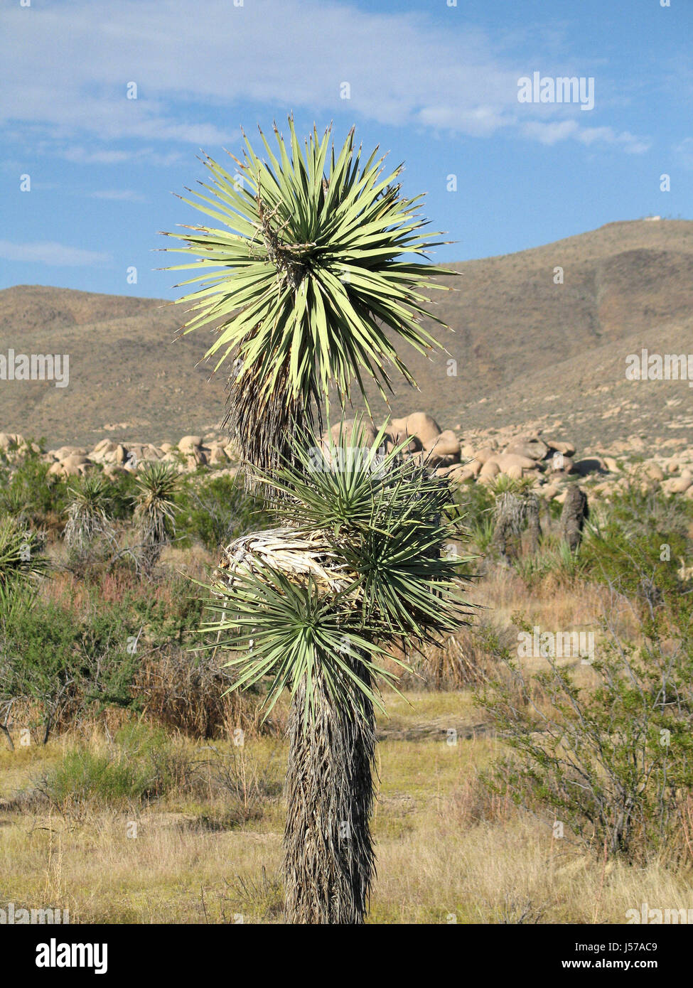 Baum Wüstenlandschaft Büsche Geröll Hitze Pflanzen Kalifornien Vegetation  Sand sand Stockfotografie - Alamy