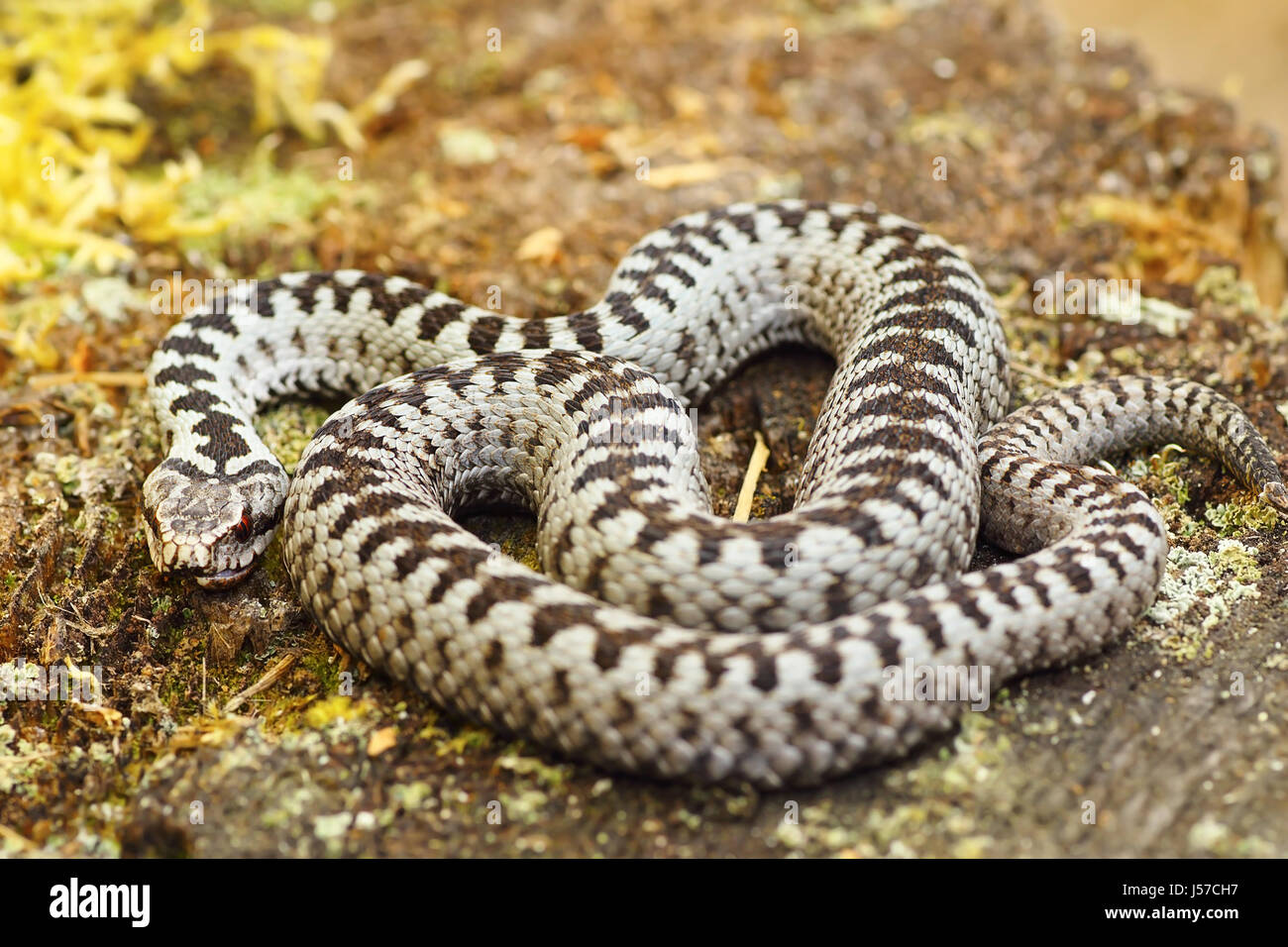 schöne männliche Europäische Kreuzotter in der Sonne auf einem Felsen mit Moos (die gekreuzten Viper Vipera Berus) Stockfoto