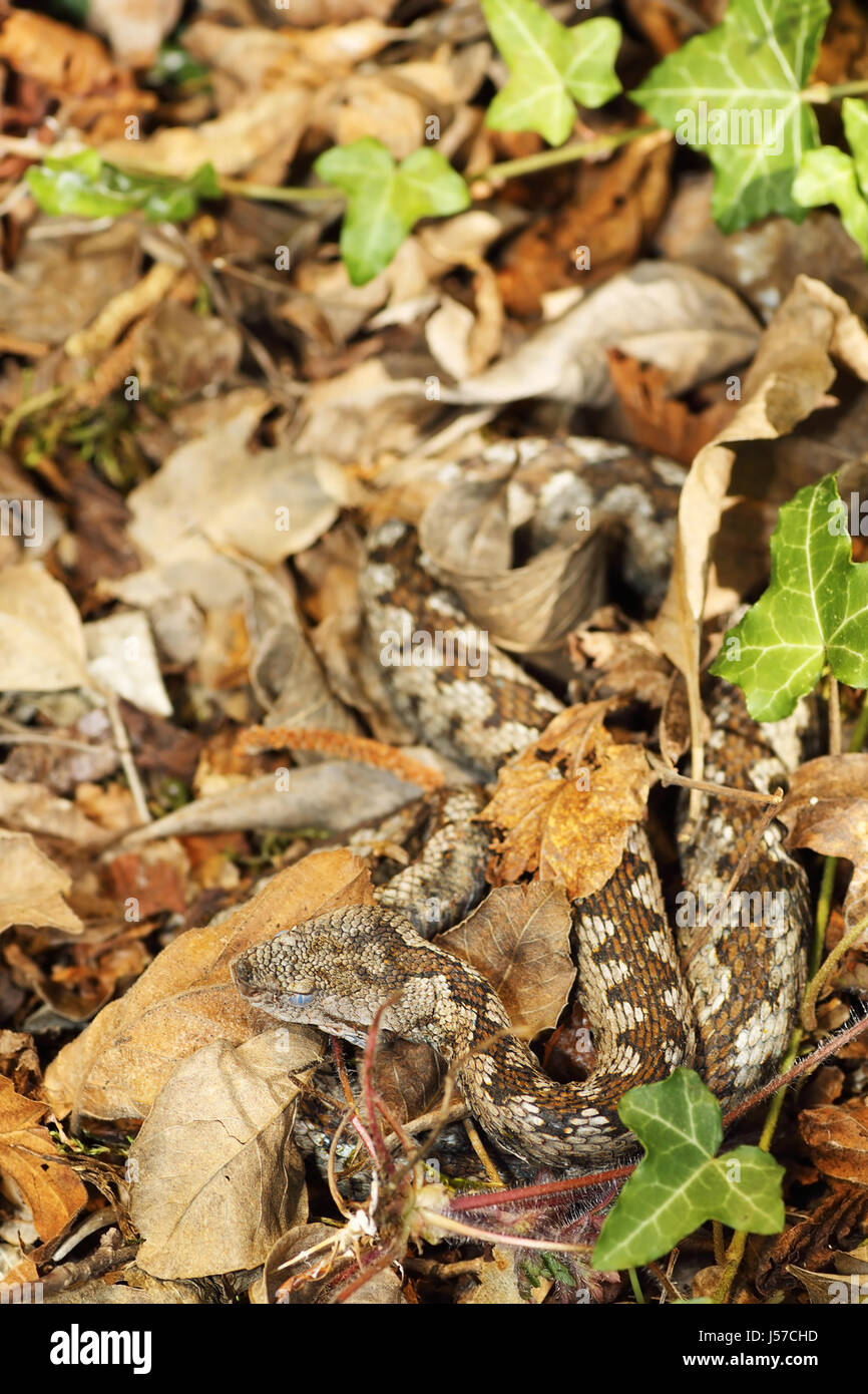 Nase Hornotter getarnt in verblichenen Blättern, natürlichen Lebensraum der gefährlichste europäische Schlange (Vipera Ammodytes) Stockfoto