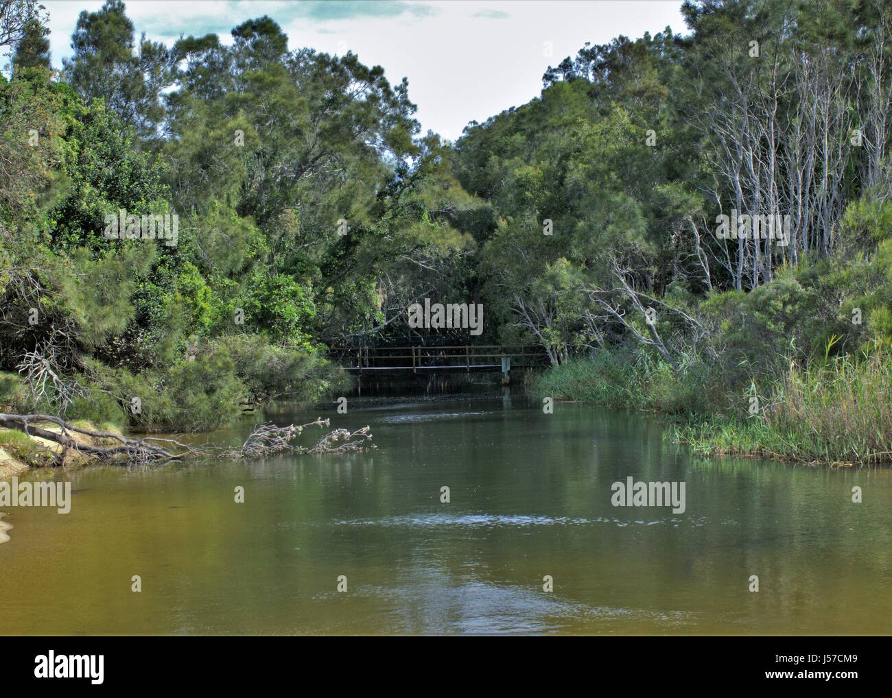 Creek und Baumkronen mit Kürzen, Fluss, Bach mit Brücke und dichten Wald. Landschaft der Australischen Busch oder den Wald. Stockfoto