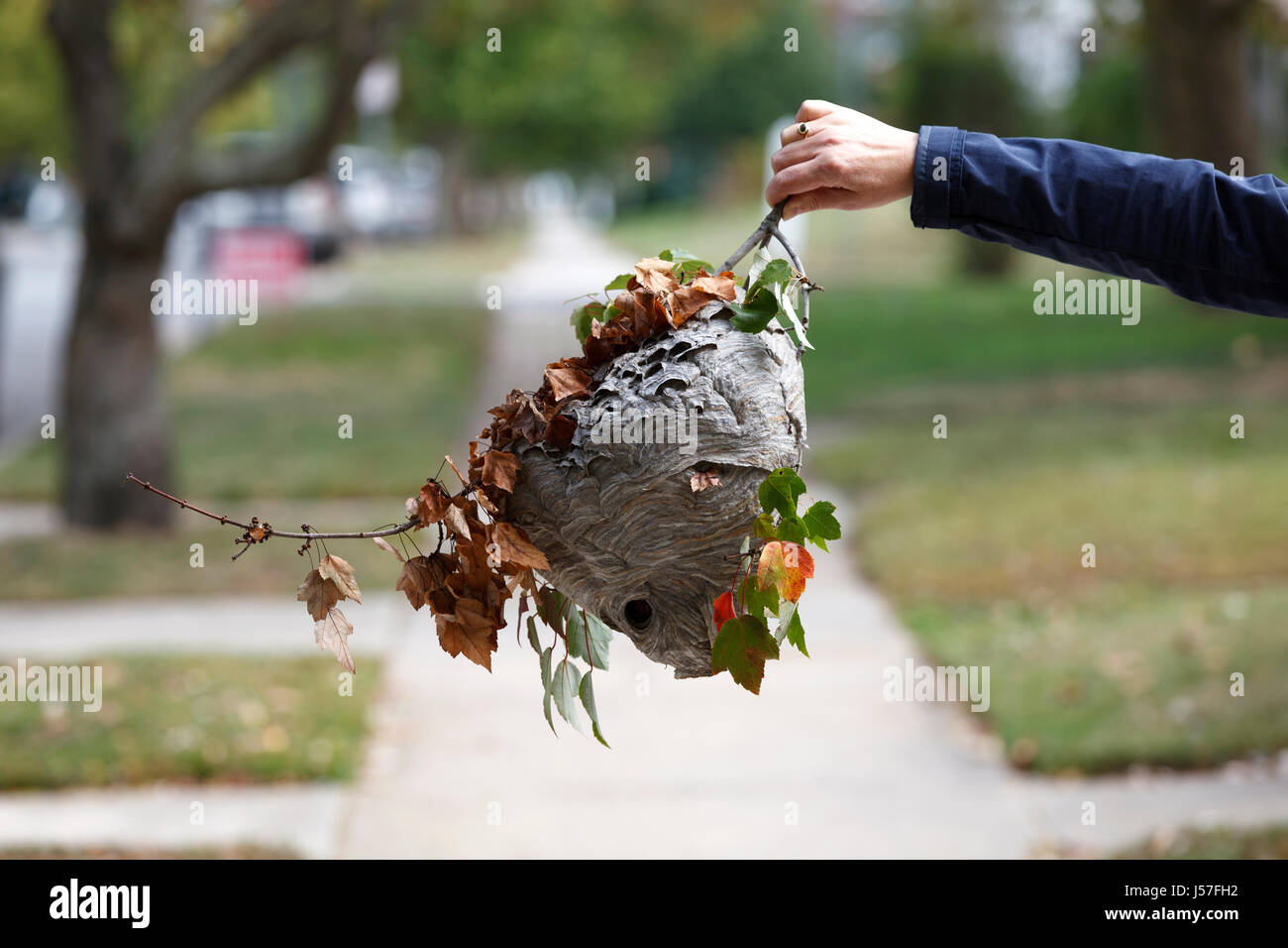 Ein gefallener Wespe est Wabbel von jemandem auf dem Zweig seiner entstand auf einem Bürgersteig in einem Wohngebiet Onlocaed Stockfoto