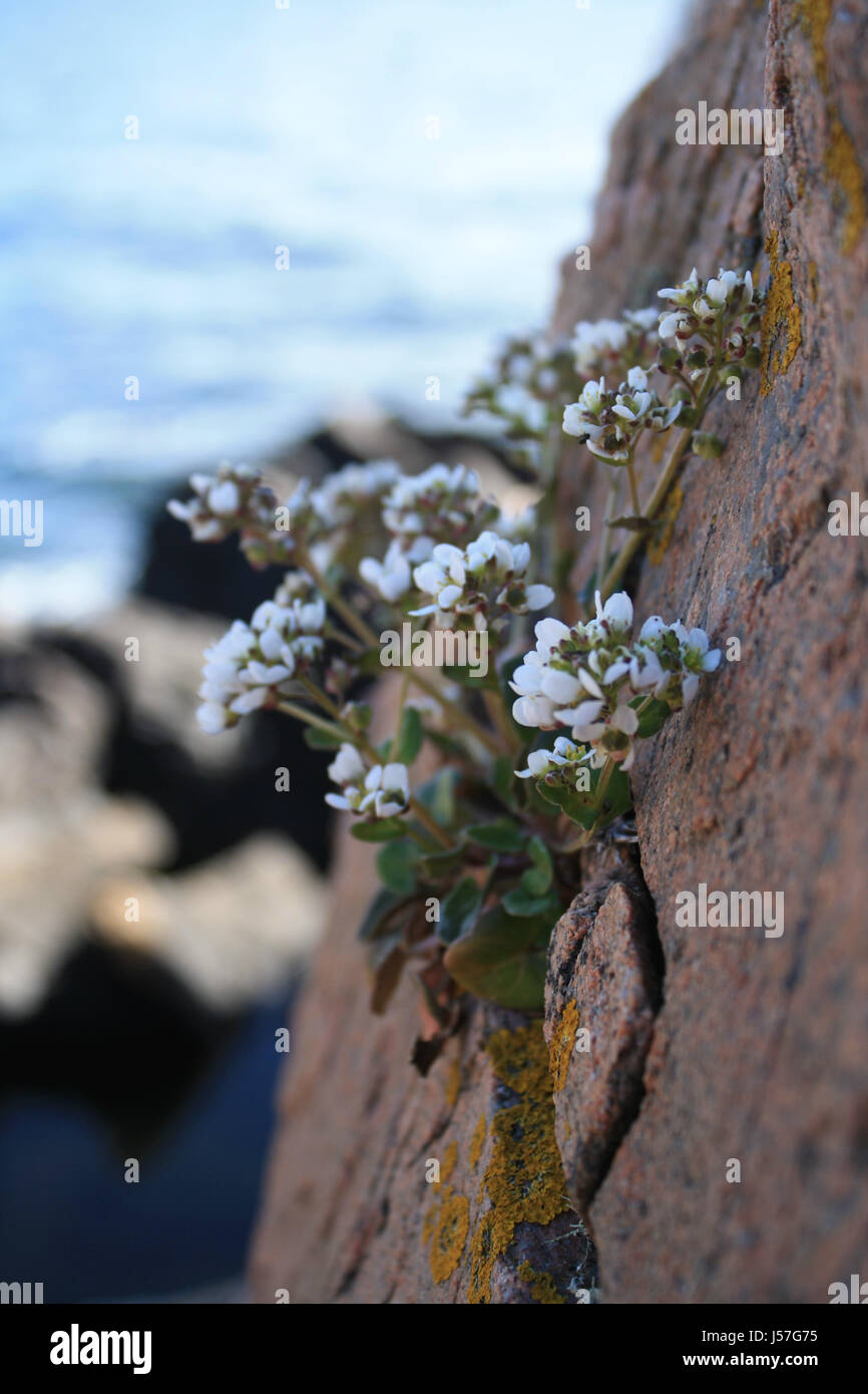 wunderschöne Blumen auf einem Felsen am Meer in Schweden Urlaub. Erstaunlich, Hintergrund in einem Naturschutzgebiet: Kullaberg Stockfoto