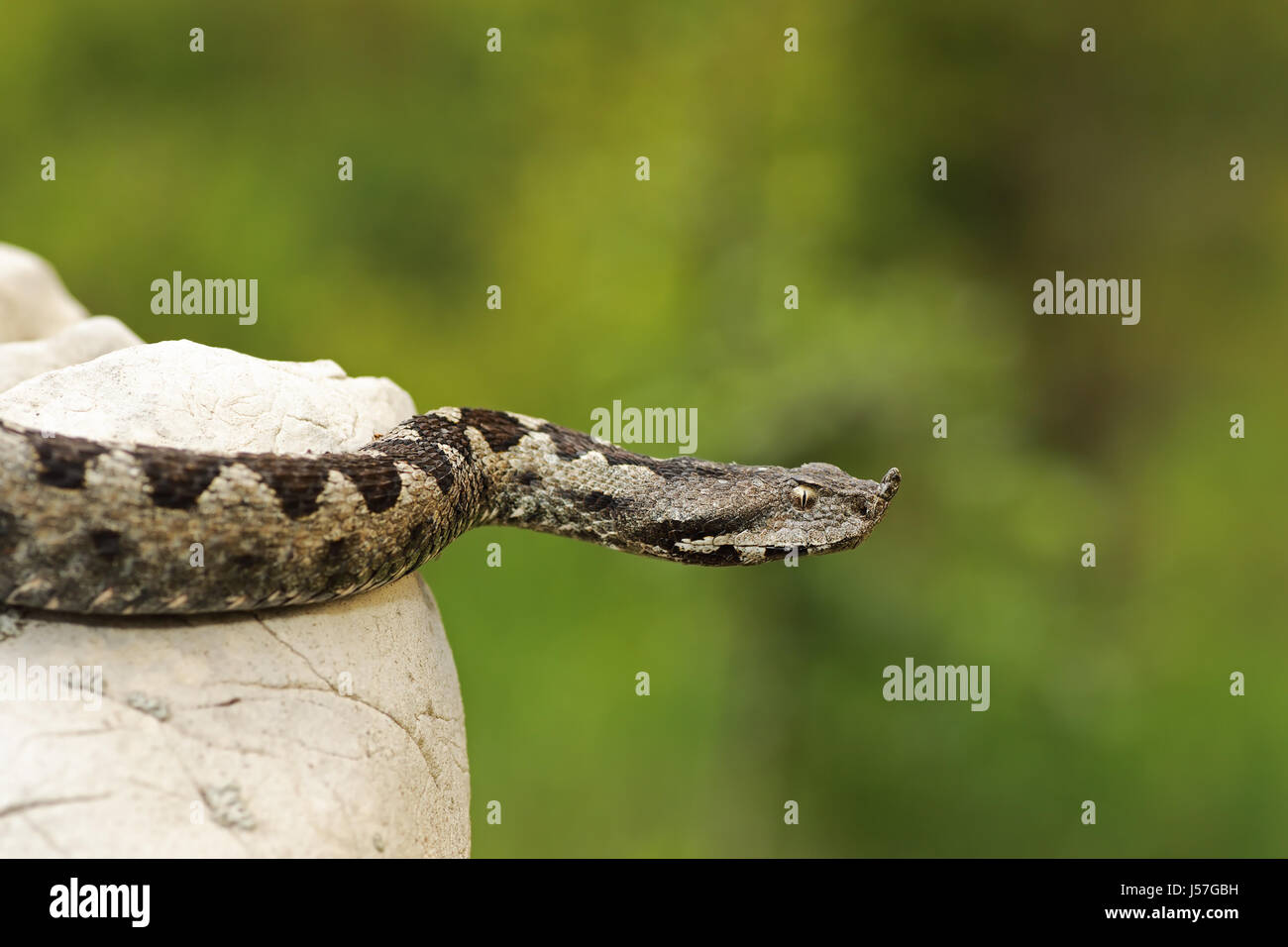 gefährliche Nase Hornotter (Vipera Ammodytes, Nahaufnahme) Stockfoto