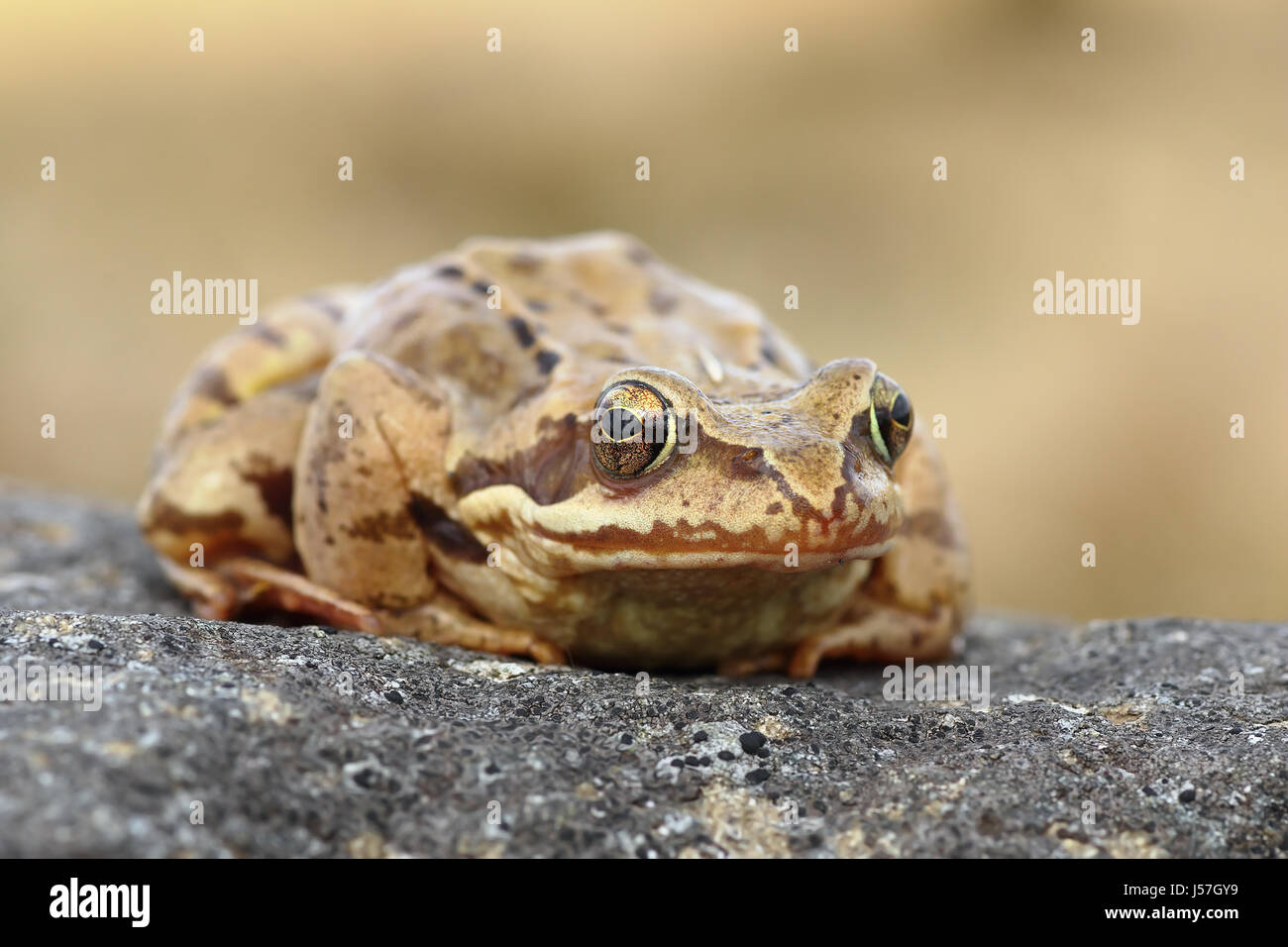 europäischen gemeinsamen Frosch stehend auf einem Stein, Nahaufnahme (Rana Temporaria) Stockfoto