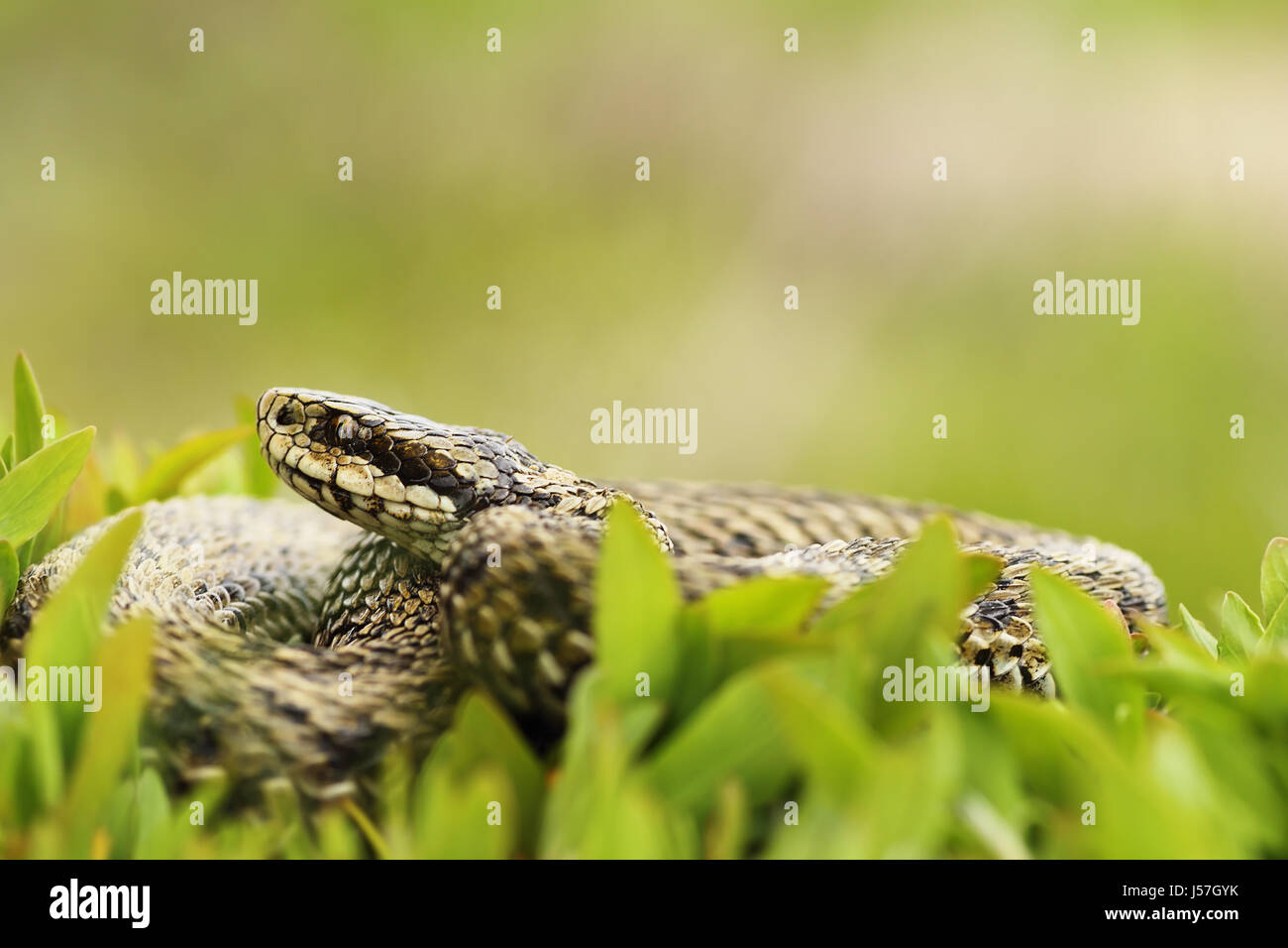 weibliche Wiese Addierer, versteckt im Rasen, die am schwersten europäischen Schlangen (Vipera Ursinii Rakosiensis, Nahaufnahme) Stockfoto
