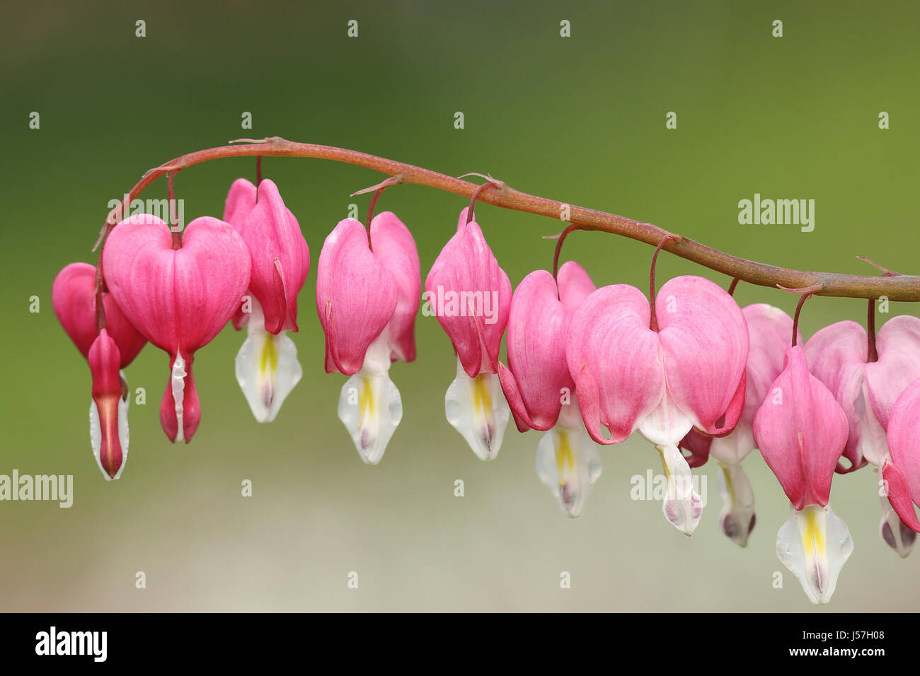 Fukuhara Tränendes Herz Blumen über grün aus Fokus Hintergrund (Dicentra Spectabilis Sy Lamprocapnos Spectabilis) Stockfoto