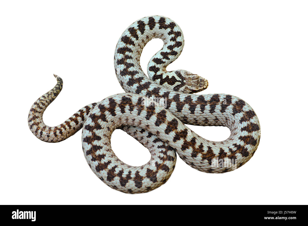 schöne europäische gemeinsame gekreuzten Viper (Vipera Berus, männliche) isoliert auf weißem Hintergrund für Ihr design Stockfoto