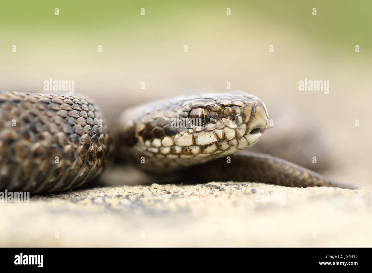 Juvenile schöne Wiese Viper (die seltensten Reptilien in Europa, Vipera Ursinii Rakosiensis) Stockfoto