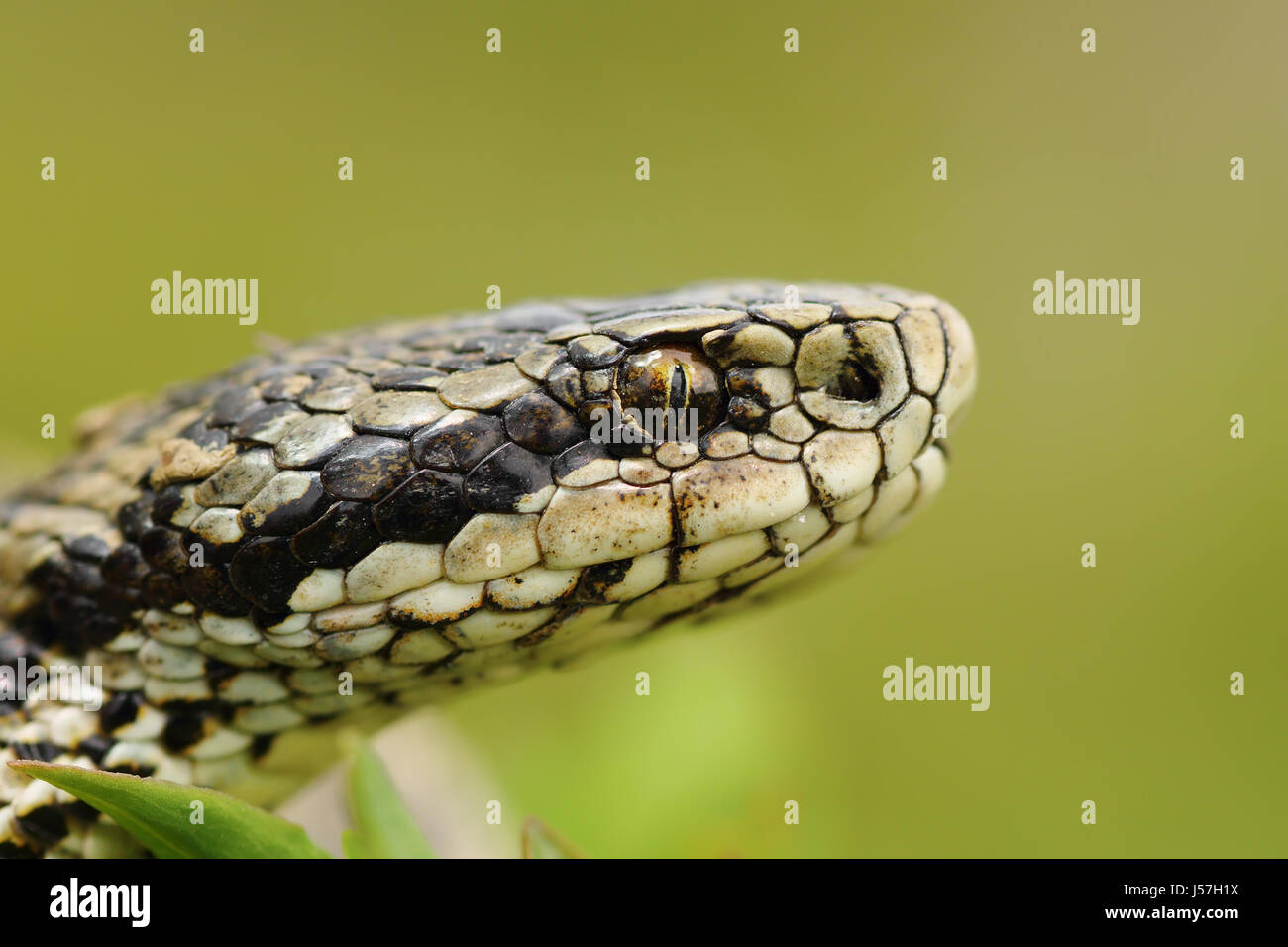 Makro-Porträt von der schwer fassbaren Ungarischen Wiesenotter (Vipera Ursinii Rakosiensis) Stockfoto