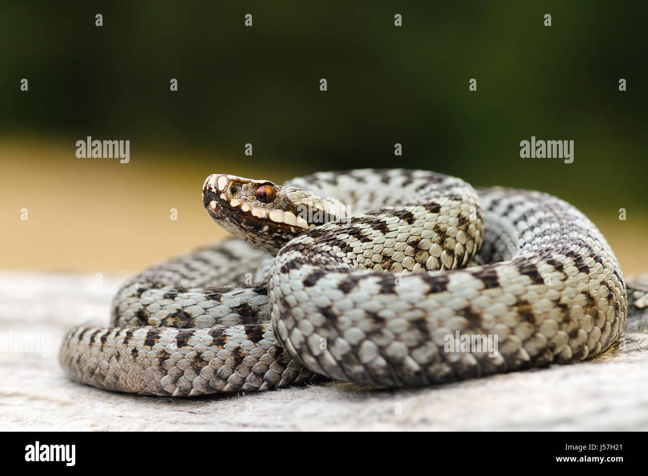 männliche gemeinsamen europäischen Viper Aalen auf Holz stumpf (Vipera Berus) Stockfoto
