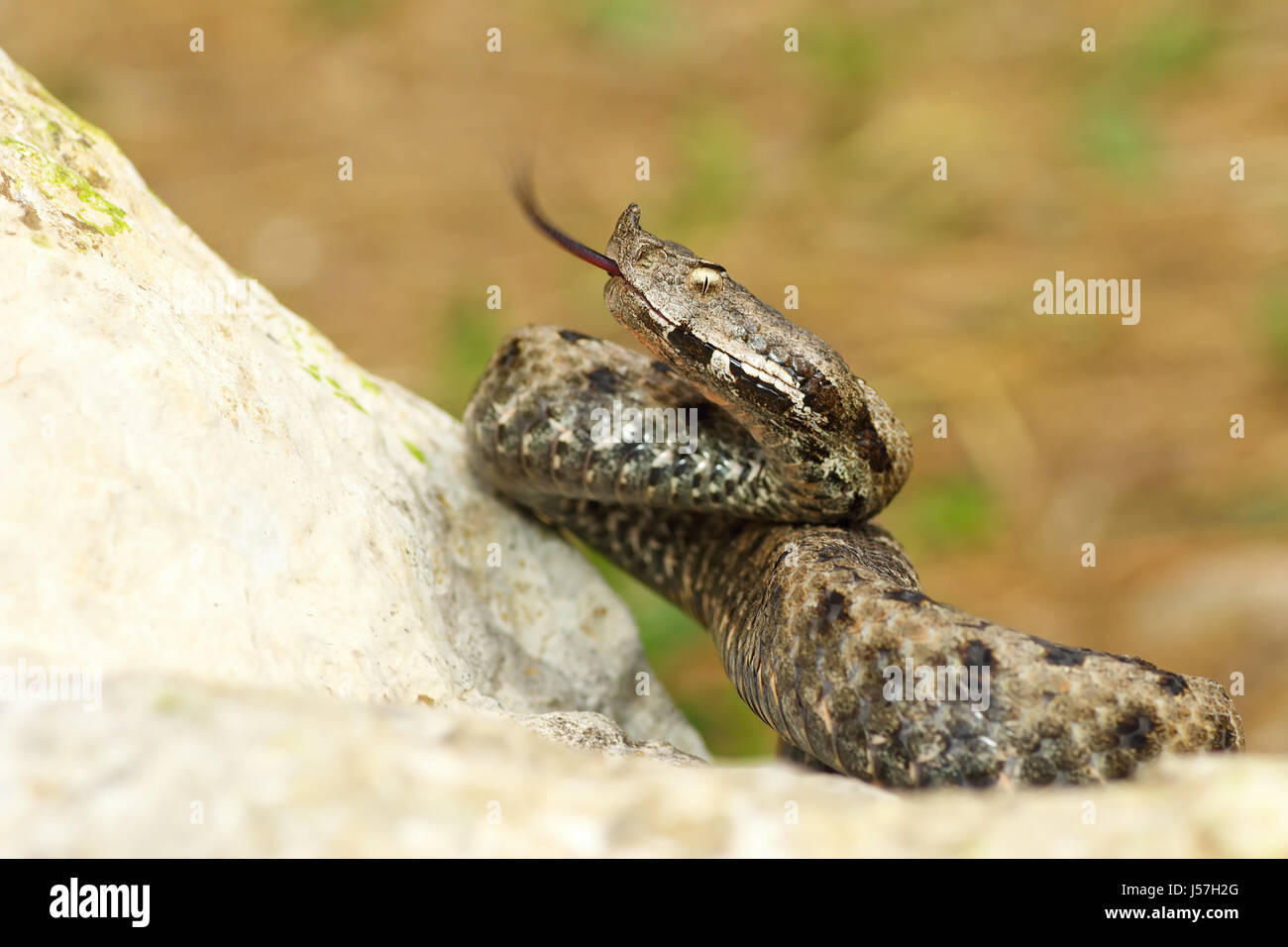 Nose Hornotter auf Stein, Verkostung der Luft mit seiner Zunge (Vipera Ammodytes, die gefährlichste Schlange der Europäischen) Stockfoto