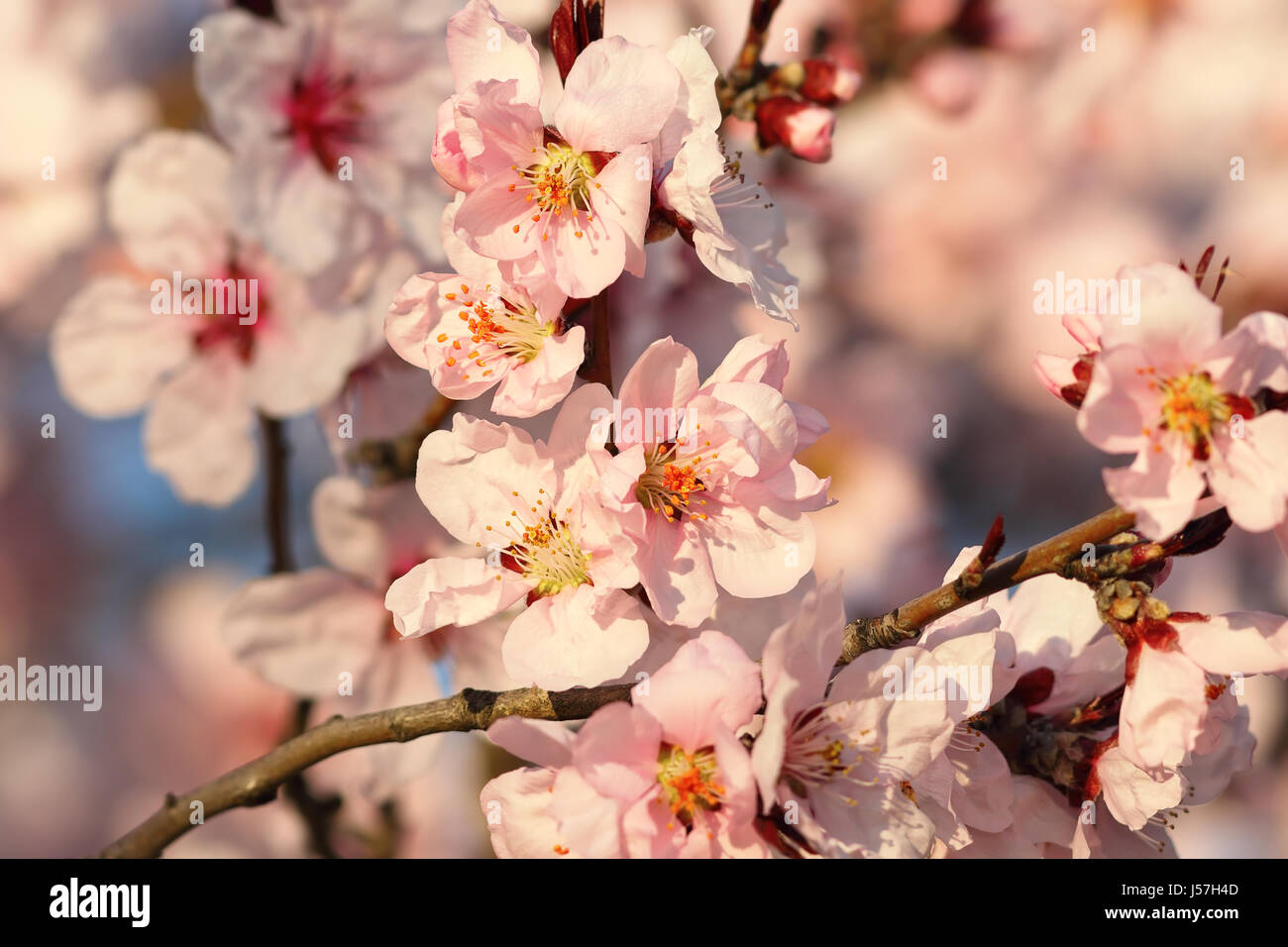 Sakura Blumen in voller Blüte, Detail der bunten Zweig im März Stockfoto
