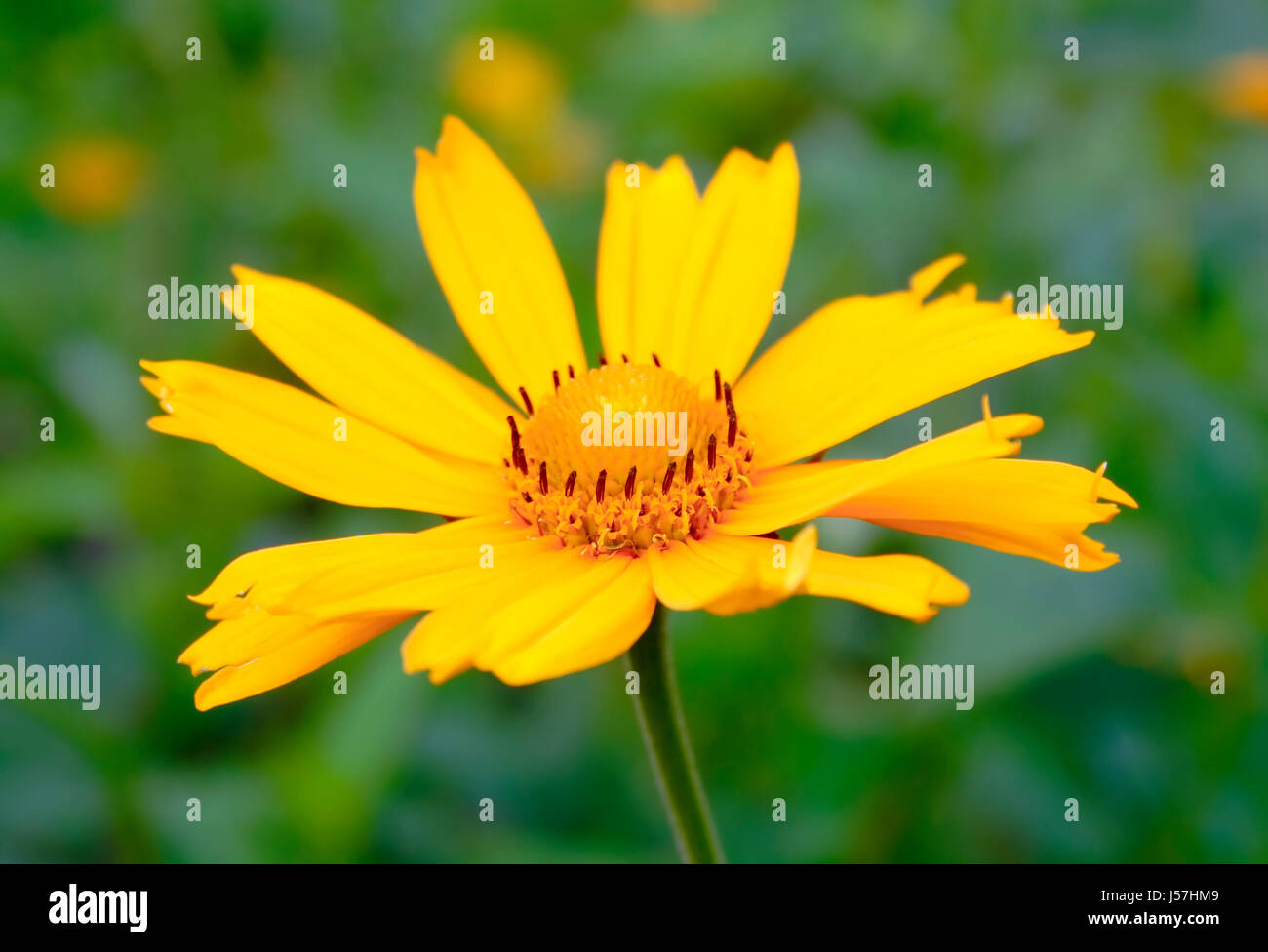 Nahaufnahme der Blütenstand Pflanze aus der Familie Asteraceae (Compositae) auf unscharfen Hintergrund Stockfoto