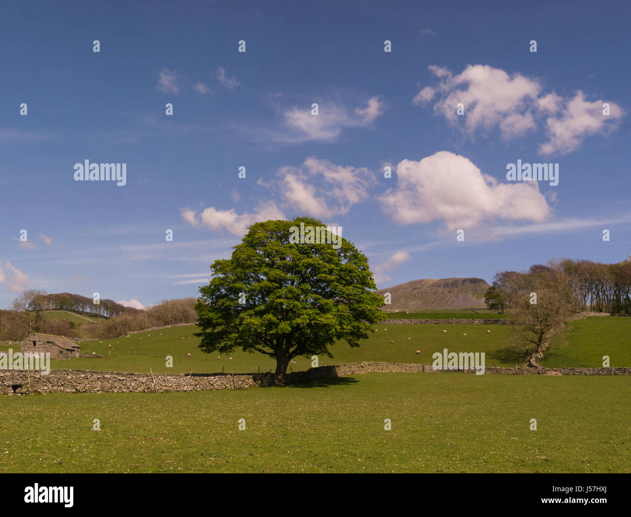 Blick zum Pen-y-Gent eine fiel in den Yorkshire Dales National Park einer der Yorkshire drei Gipfeln Horton in Ribblesdale North Yorkshire Großbritannien G Stockfoto