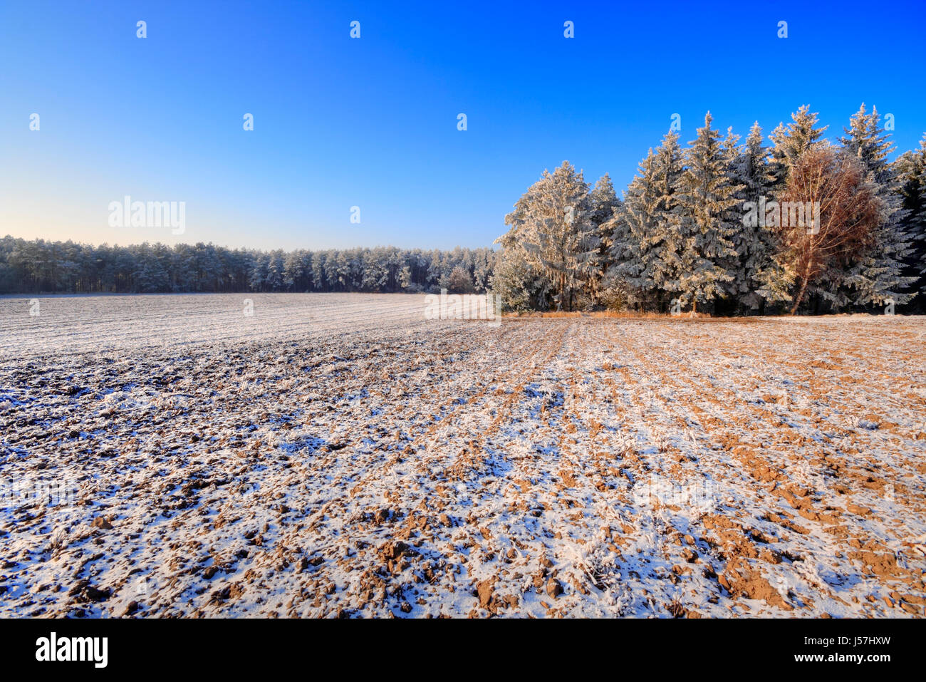 Winterlandschaft mit gepflügtes Feld und Wald unter blauem Himmel. Polen, Woiwodschaft Świętokrzyskie. Stockfoto