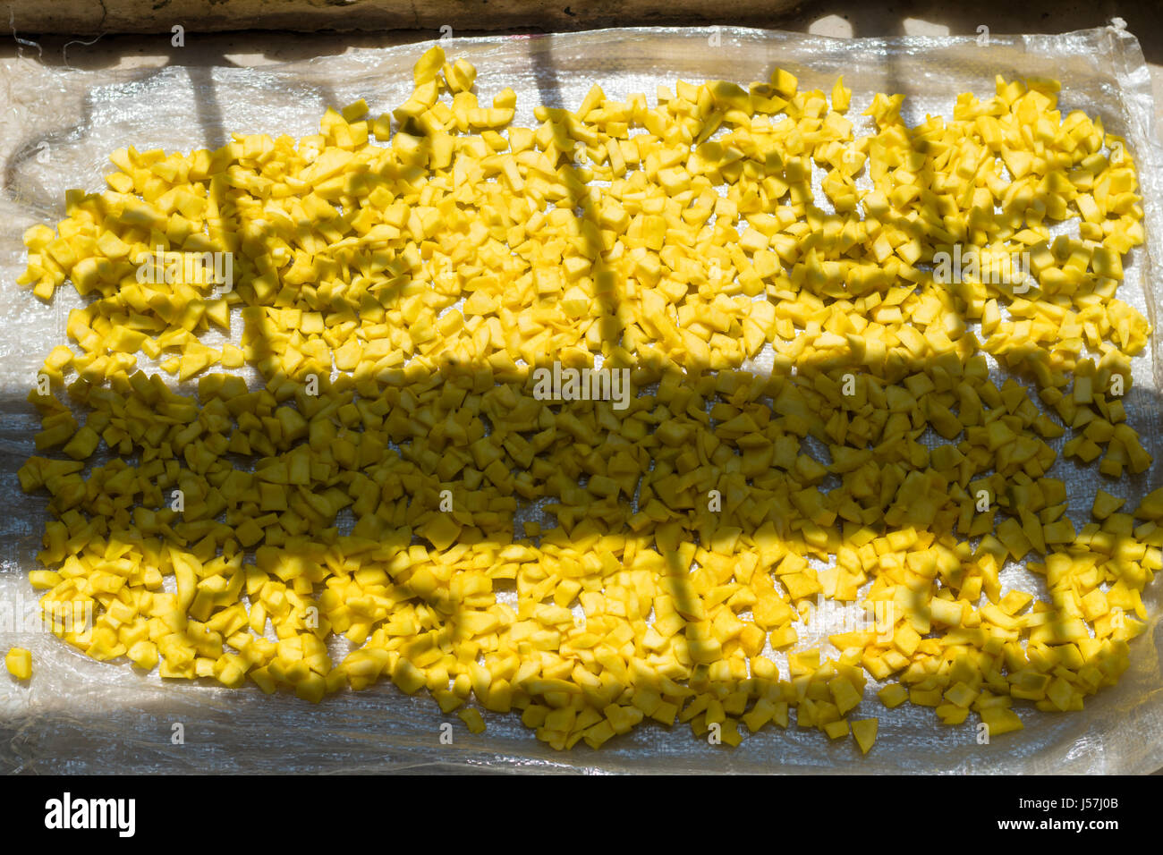 Mango Stücke trocknen in der Sonne für die essiggurken in Indien Stockfoto