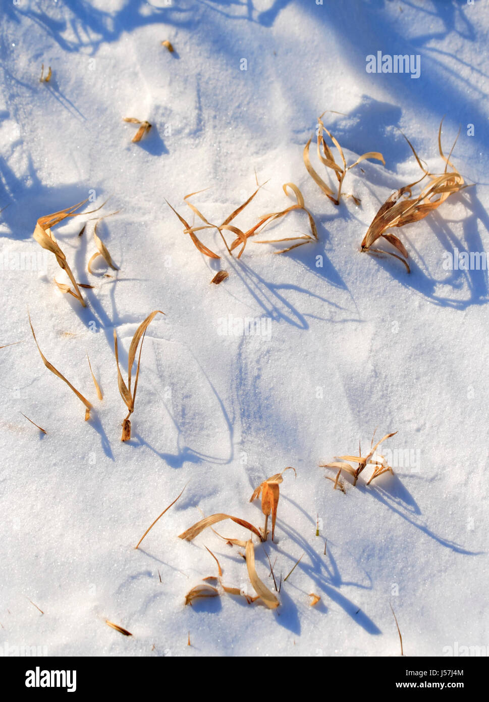 Einige trockene Gras Blätter über der Schneeoberfläche Stockfoto